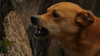 Veterinarios en Málaga advierten de mayor riesgo de rabia en la provincia 5 Veterinarios en Malaga advierten de mayor riesgo de rabia en
