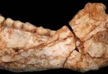 Fósiles de Homo Sapiens 100.000 años más antiguos que cualquiera encontrado previamente