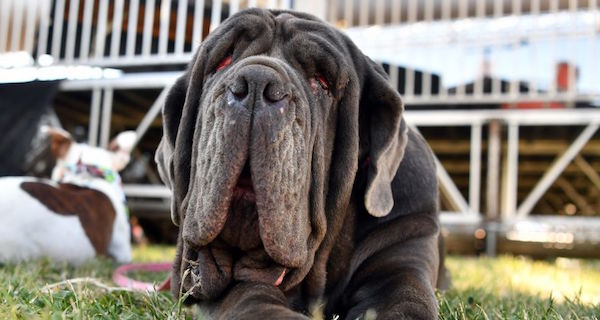 Después de tres décadas de campeones verdaderamente horribles, el nuevo "perro más feo del mundo" es demasiado lindo