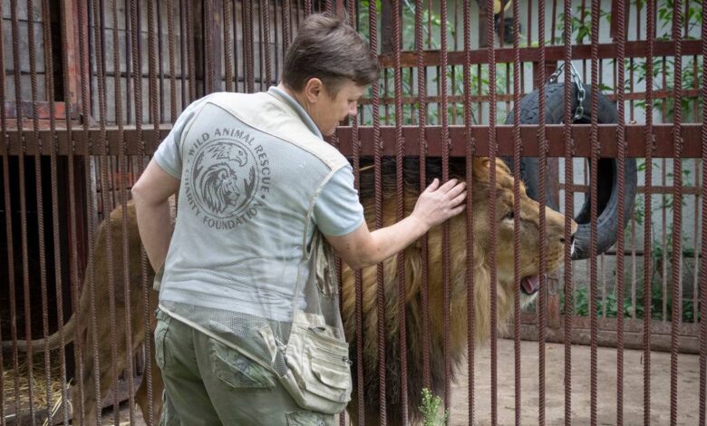 Ucrania arriesga su vida para rescatar animales salvajes de la guerra