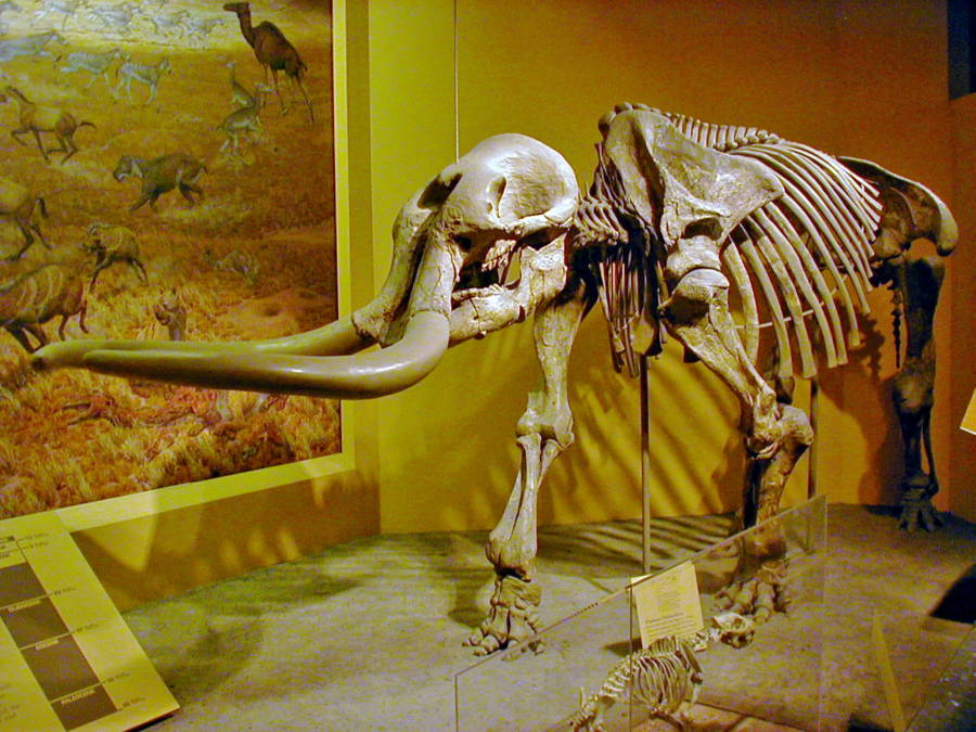 Esqueleto de estegomastodonte