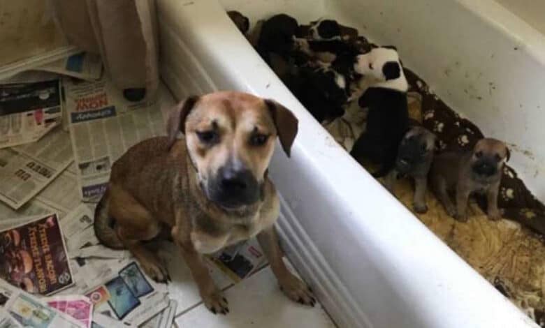Mujer de Texas encontrada acumulando 111 perros y gatos en su casa