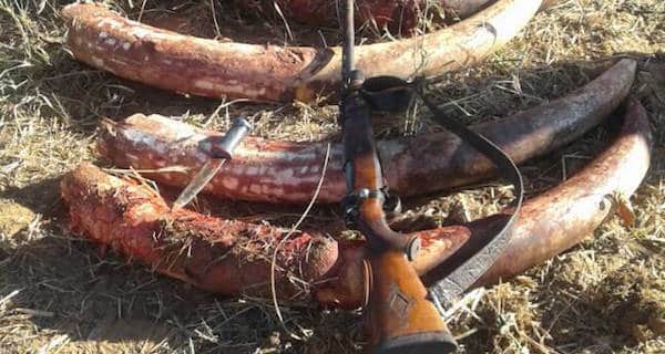 Un cazador furtivo muerto, otro capturado después de matar a dos elefantes en Zimbabue