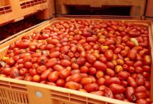 1661902357 130000 kilos de tomates listos para el regreso de la