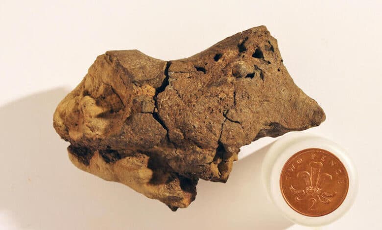 Cerebro de dinosaurio descubierto por primera vez en la historia