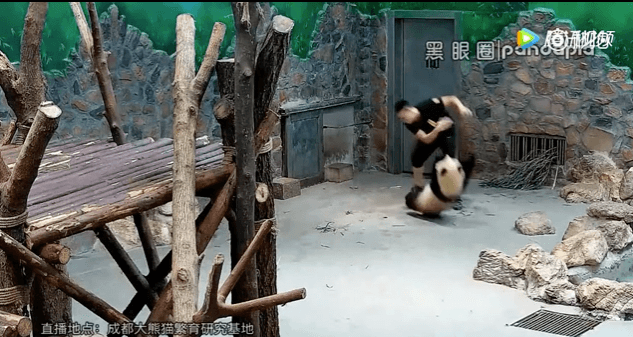 Cachorros de panda abusados ​​​​por cuidadores en centro de investigación chino