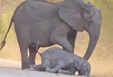 Elefantes intentan ayudar a un becerro moribundo después de ser atropellado por un auto a toda velocidad [Video]