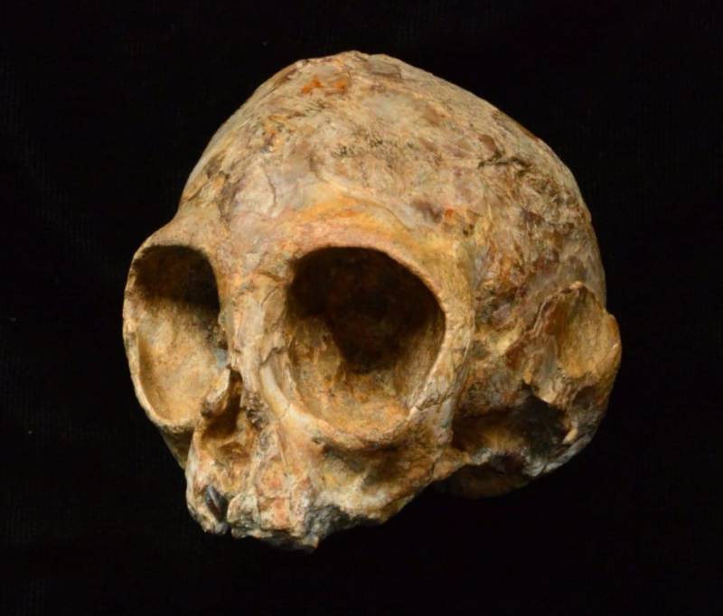 Cráneo de bebé antiguo