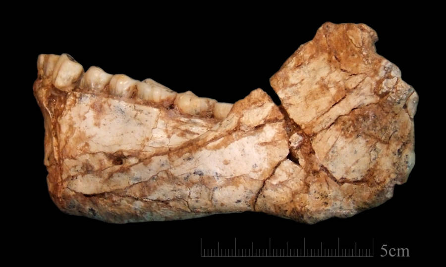 Los fósiles de Homo Sapien más antiguos jamás encontrados