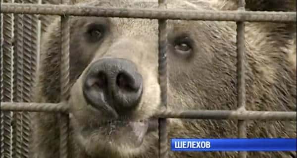Ruso borracho intenta alimentar a un oso cautivo, pero le muerden el brazo [Video]