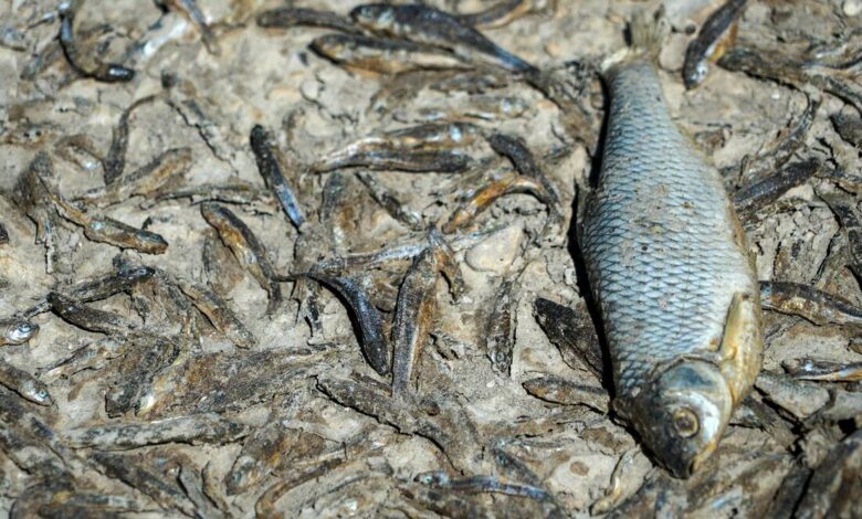 ¿Qué mató a toneladas de peces en el río europeo?  El misterio se profundiza