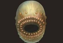 Nuevo descubrimiento muestra que el antepasado más antiguo de los humanos era una boca sin ano