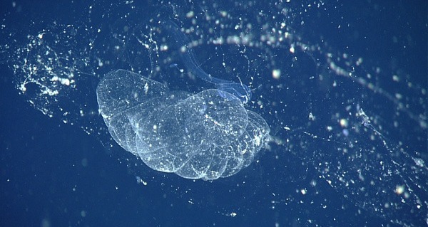 Los científicos encuentran una gota marina legendaria después de un siglo de búsqueda