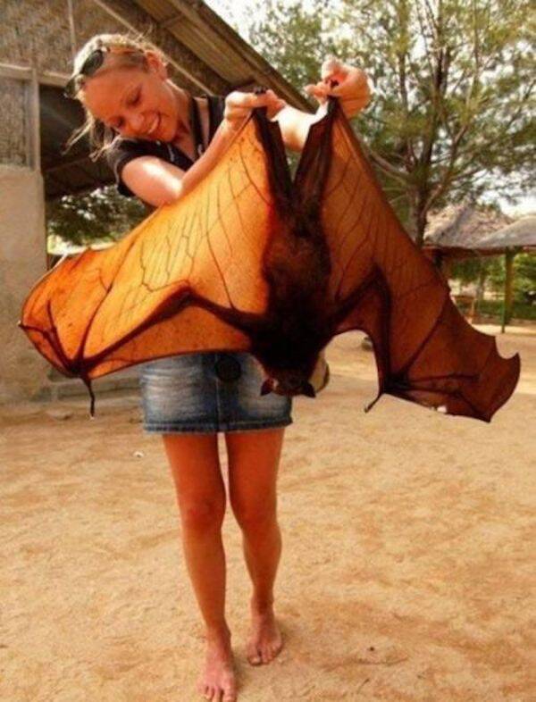 El murciélago más grande del mundo: el zorro volador gigante de corona dorada 2 mujer con zorro volador