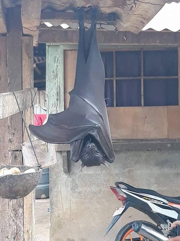 El murciélago más grande del mundo: el zorro volador gigante de corona dorada 6 murciélago más grande del mundo