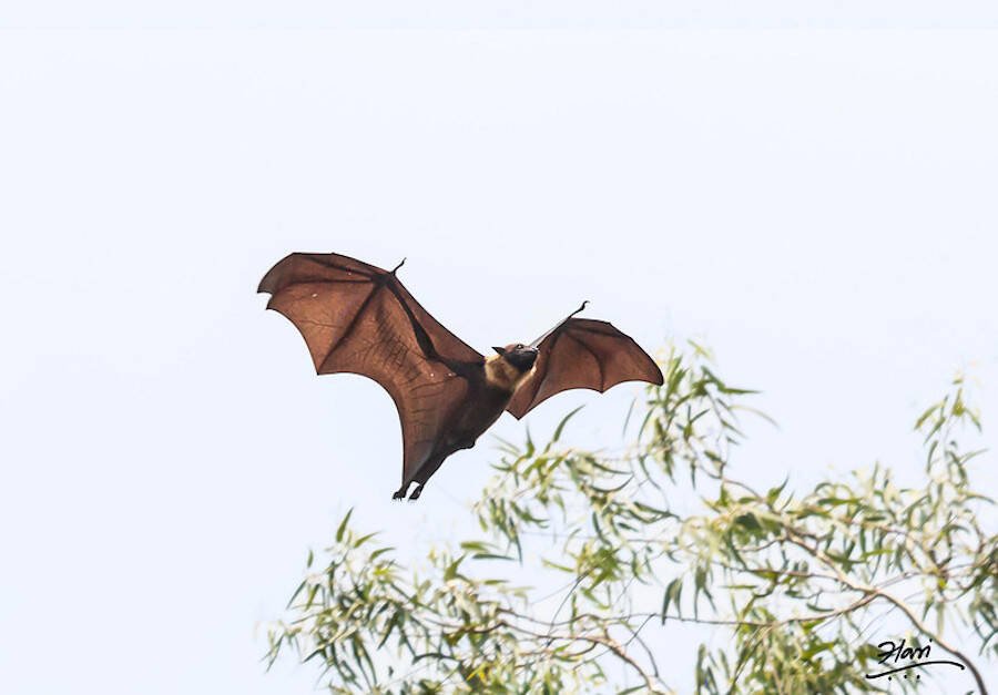 El murciélago más grande del mundo: el zorro volador gigante de corona dorada 8 Zorro volador gigante de corona dorada en vuelo