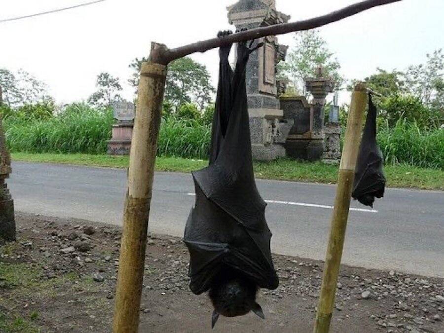 El murciélago más grande del mundo: el zorro volador gigante de corona dorada 5 Zorro volador coronado de oro gigante al revés