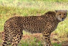 PM Modi libera guepardos traidos de Namibia en el Parque