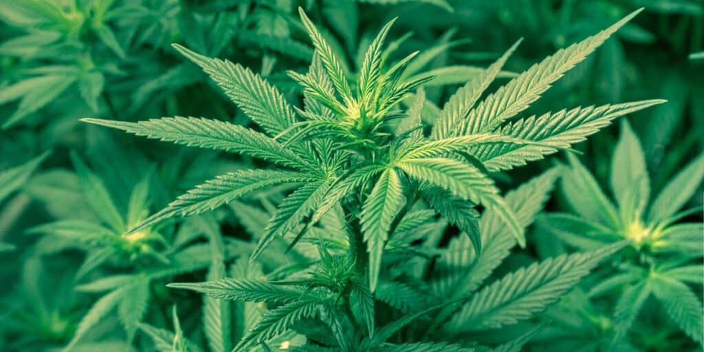 La Semilla de Marihuana que está llevándose todo el Mercado 2 planta-semilla-de-marihuana