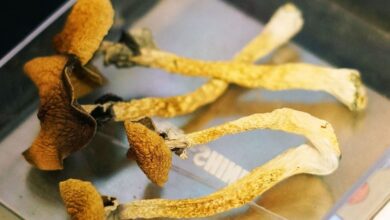 Los votantes de Colorado dicen si a los hongos magicos