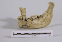 La mandibula humana desenterrada en Cataluna Espana puede ser la