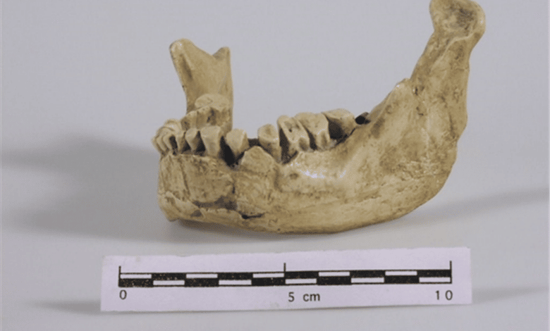 La mandibula humana desenterrada en Cataluna Espana puede ser la