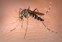 Los mosquitos tigre portadores de enfermedades mortales asolan el templado