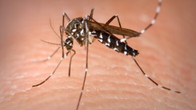 Los mosquitos tigre portadores de enfermedades mortales asolan el templado