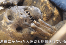 La inquietante momia de 'sirena' encontrada en Japón es aún más extraña de lo que esperaban los científicos