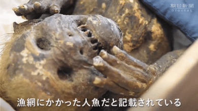 La inquietante momia de 'sirena' encontrada en Japón es aún más extraña de lo que esperaban los científicos