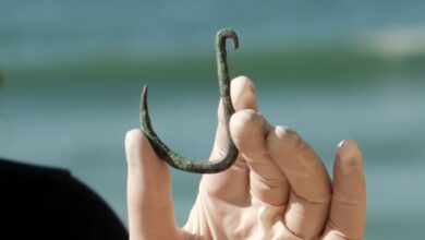 Anzuelos antiguos sugieren que los tiburones fueron cazados en la costa de Israel hace 6.000 años