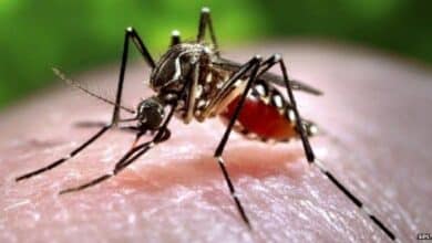 Ibiza declara brote de dengue verano en el horizonte