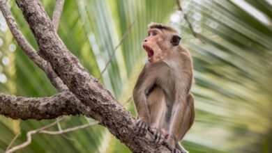 Plan to Export Sri Lankan Monkeys to China Faces Opposition 