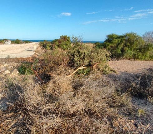 Árboles talados en Karakoska