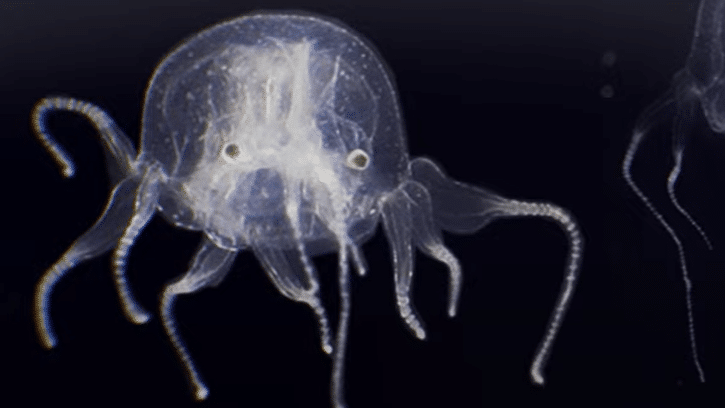 Medusa recién descubierta es una rareza de 24 ojos vinculada a la criatura marina más venenosa del mundo