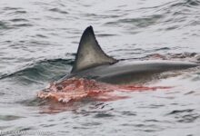 A shark swims in blood-infested waters.
