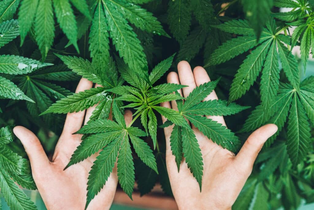 semilla de marihuana-planta