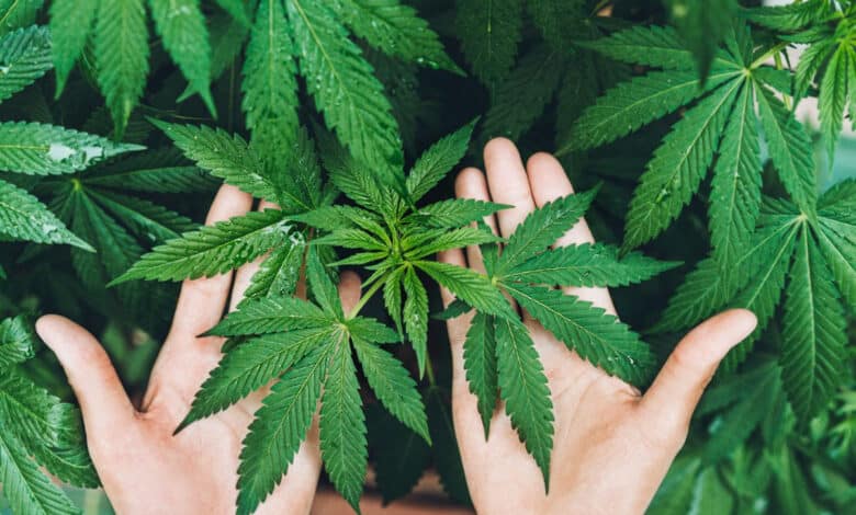 La Semilla de Marihuana que está llevándose todo el Mercado 1 semilla de marihuana-planta