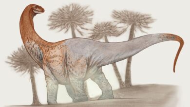 Enorme dinosaurio de 100 pies de Argentina era tan grande que sus fósiles rompieron caminos durante el transporte