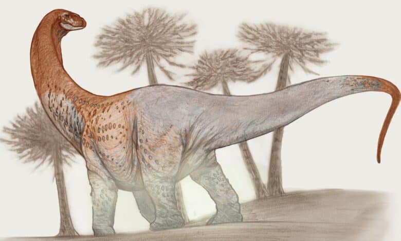 Enorme dinosaurio de 100 pies de Argentina era tan grande que sus fósiles rompieron caminos durante el transporte