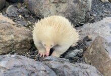 Raro de lo raro: 2 mamíferos albinos que ponen huevos descubiertos en Australia