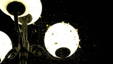 ¿Por qué los insectos se sienten atraídos por la luz artificial?