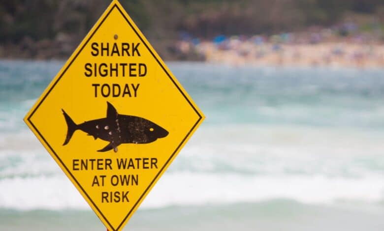 1688599869 Sospechas de mordeduras de tiburon reportadas en playas de Nueva