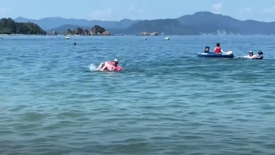 Los delfines aterrorizan y muerden a los bañistas japoneses por segundo año consecutivo
