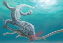 Monstruo marino gigante hace 240 millones de años fue mordido en la cabeza