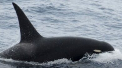 Orca misteriosa con cabeza bulbosa arrastrada a tierra muerta en varada masiva inexplicable