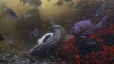 Tiburones pijama filmados apareándose en un bosque submarino gigante de otro mundo en el primero de su tipo