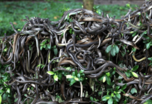 Isla de las Serpientes, selva tropical infestada de serpientes frente a la costa de Brasil