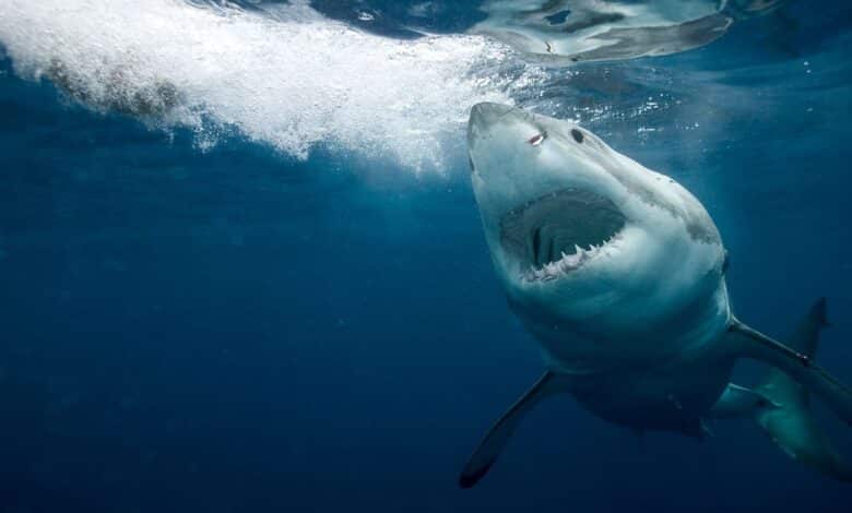 Great white shark with open jaws moves to the ocean surface.