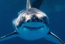 Los 'tiburones de la cocaína' cerca de Florida pueden estar alimentándose de fardos de drogas tirados